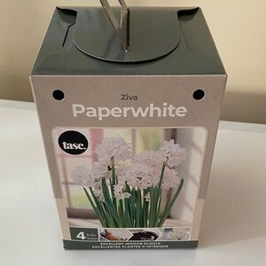 🆕 Ziva Paperwhite Bulb Kit